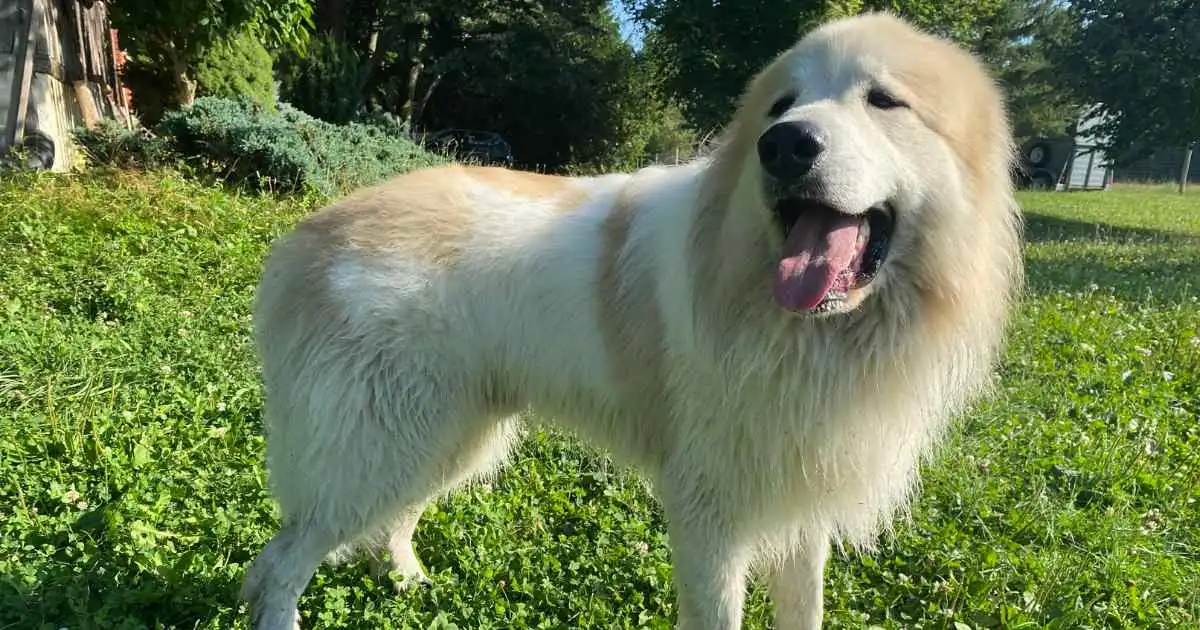 Large white dog on green lawn